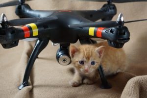 Syma X8C and a kitten